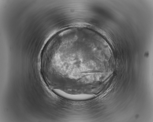 X0000098191083200805151159