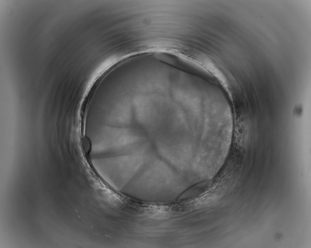 X0000098191096200805151159