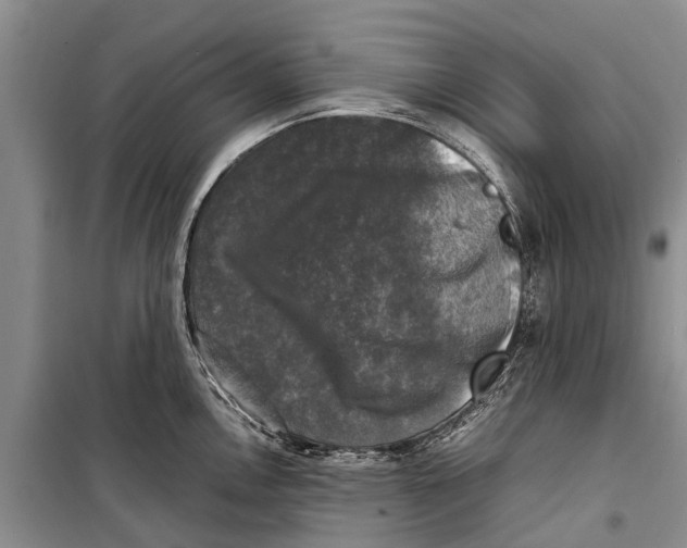 X0000098191146200805151159