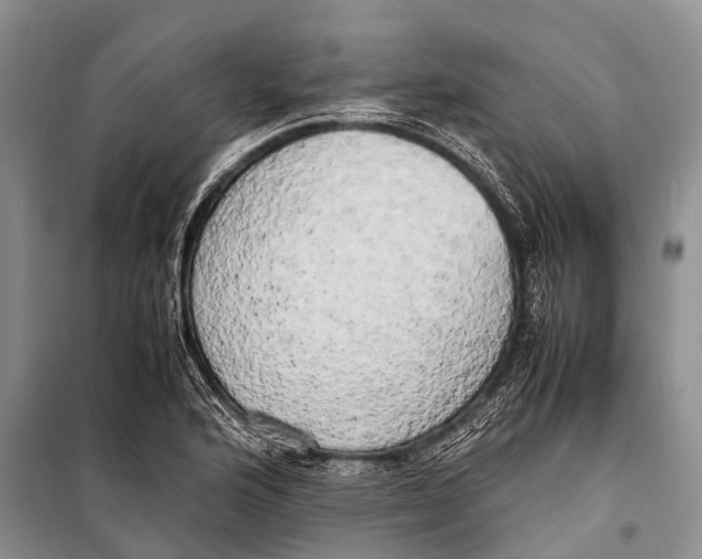X0000098191176200805151158