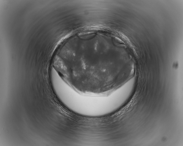 X0000098191218200805151157