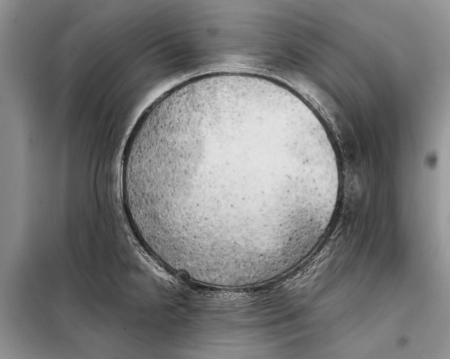 X0000098191238200805151157