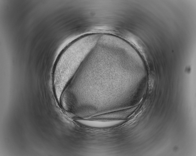X0000098191336200805151155