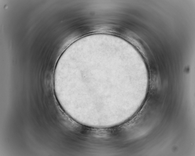 X0000098191338200805151155