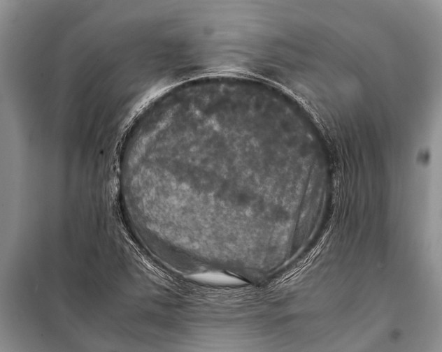 X0000098191363200805151154