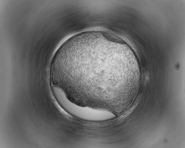 X0000098191438200805151154