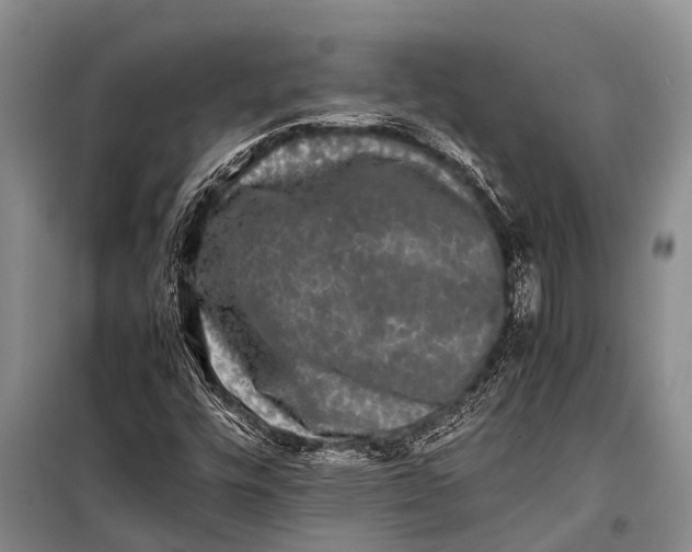 X0000098191448200805151153