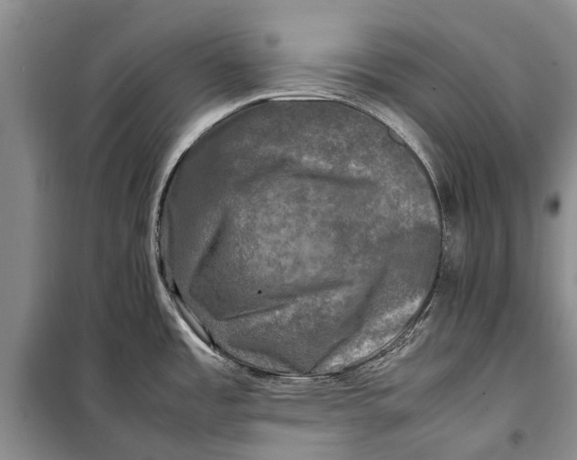 X0000098191485200805151152