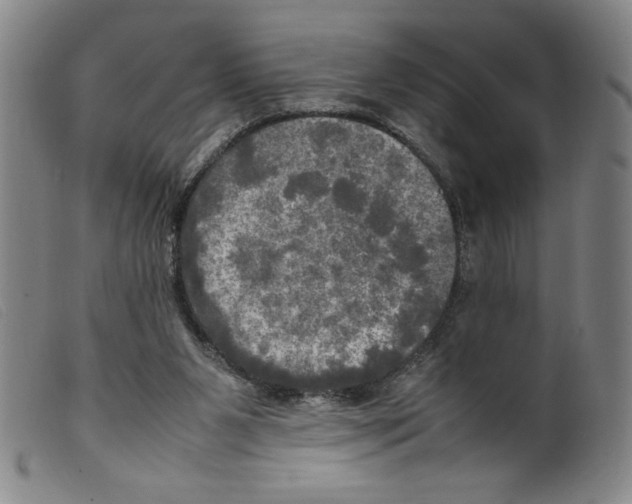 X0000098190111200805221527