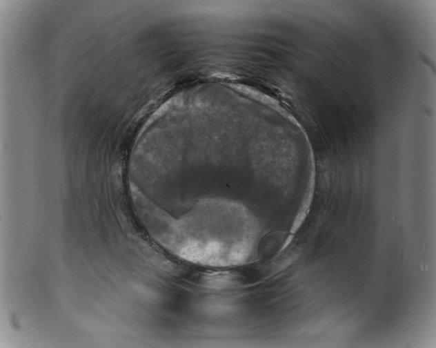 X0000098190269200805221525
