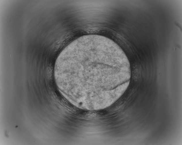 X0000098190604200805221519