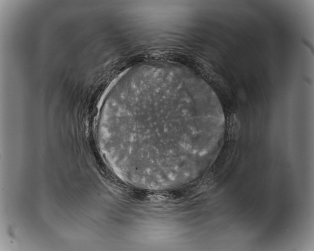 X0000098190703200805221518