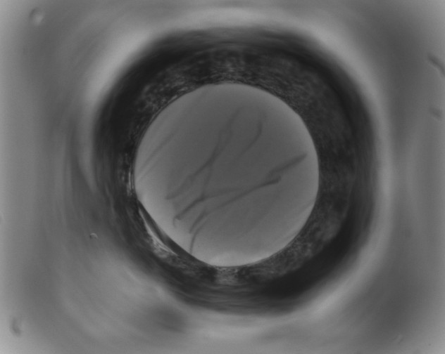 X0000098190766200805221517