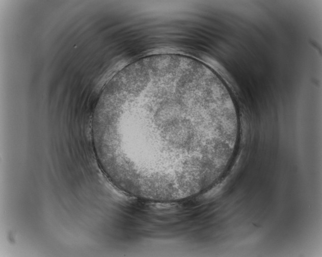 X0000098190857200805221515