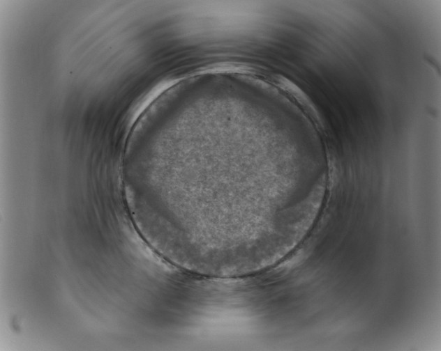 X0000098190860200805221516