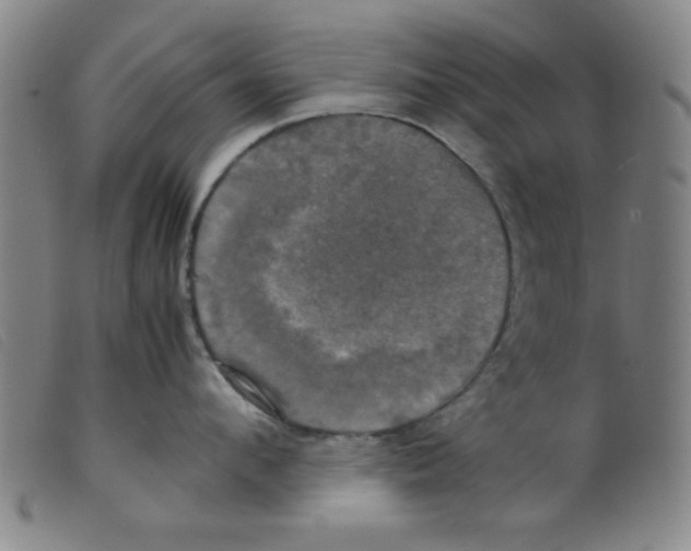 X0000098190912200805221514