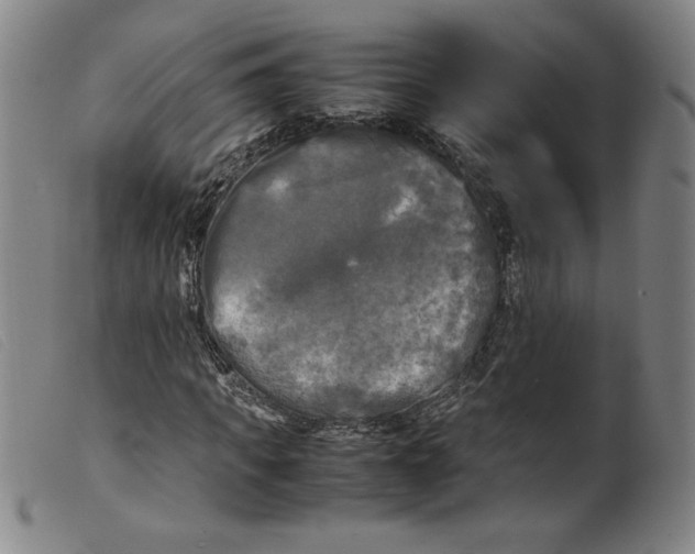 X0000098190917200805221514