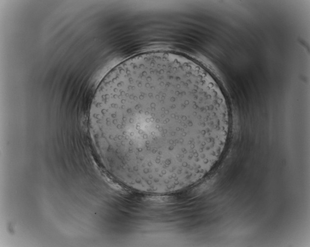 X0000098190953200805221514