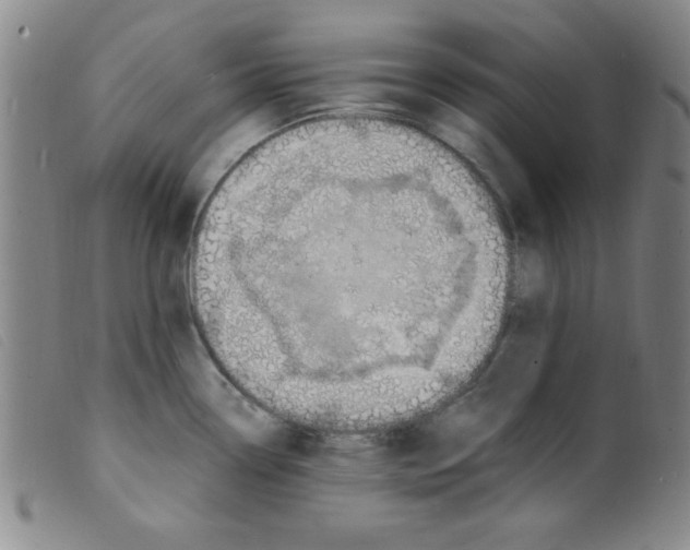 X0000098191338200805221508