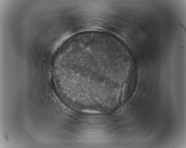 X0000098191363200805221507