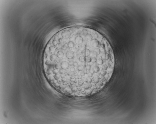 X0000098191483200805221505