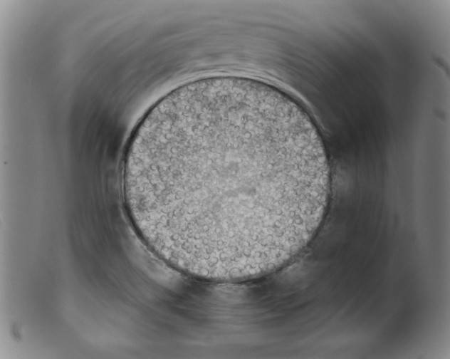 X0000098191514200805221505