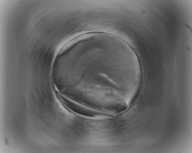 X0000098191536200805221505