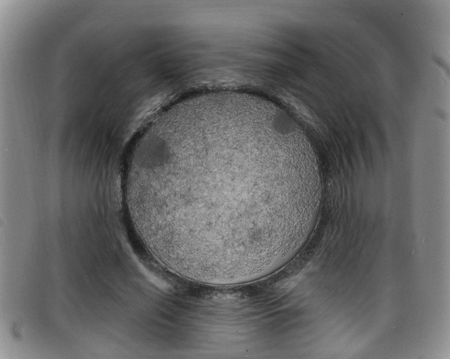 X0000098200638200804241039