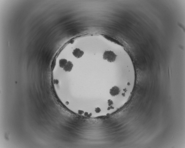 X0000098200836200804241037