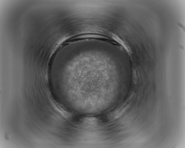X0000098200203200804241301