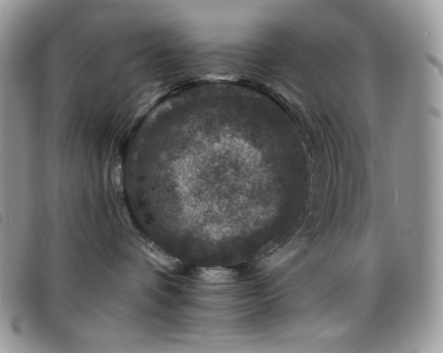 X0000098200336200804241259