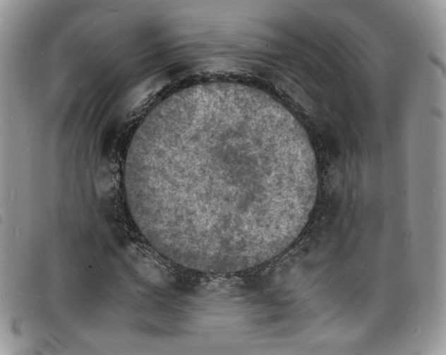 X0000098200824200804241250