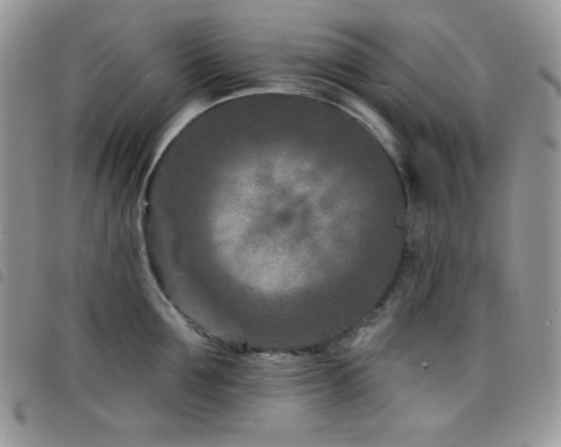 X0000098200907200804241250