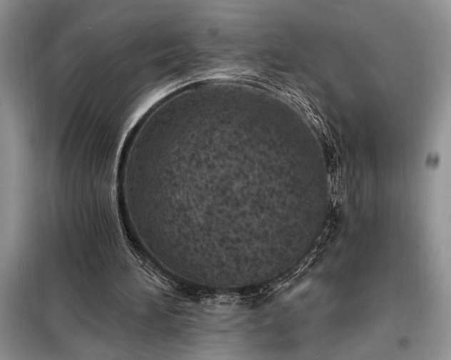 X0000098200196200805011155