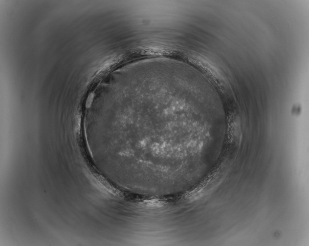 X0000098200310200805011153