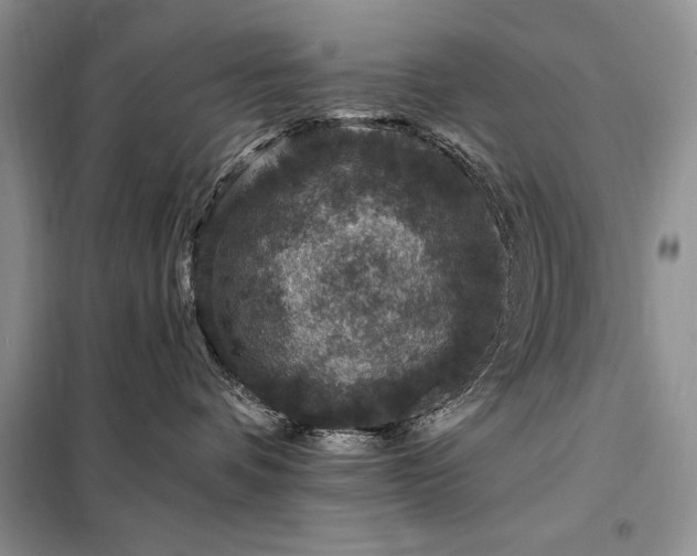 X0000098200336200805011153