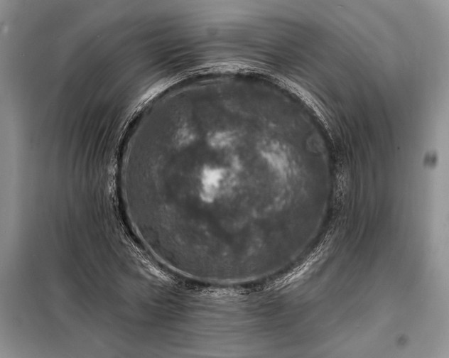 X0000098200778200805011146