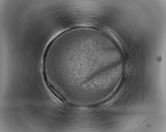 X0000098200787200805011146
