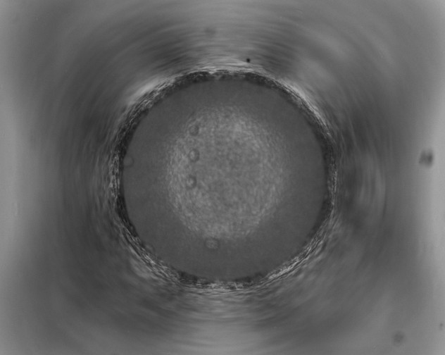 X0000098201063200805011141