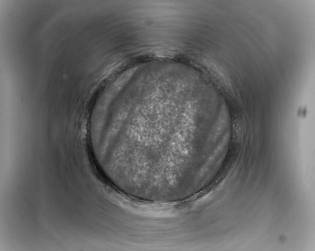 X0000098200032200805081122