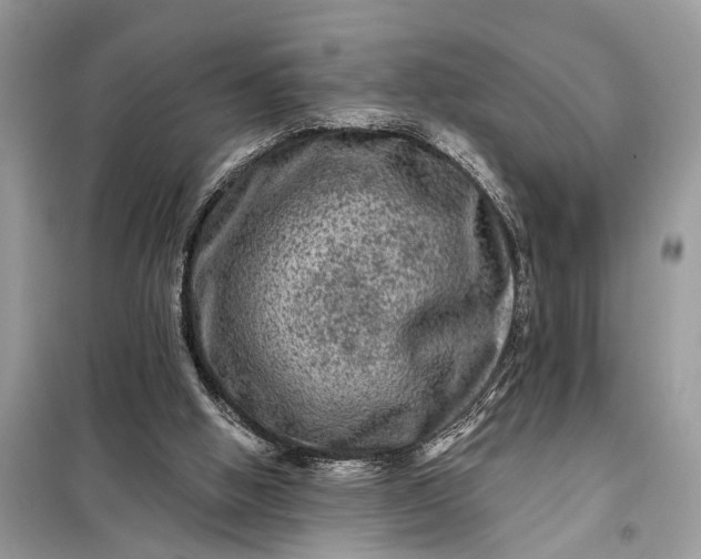 X0000098200058200805081121