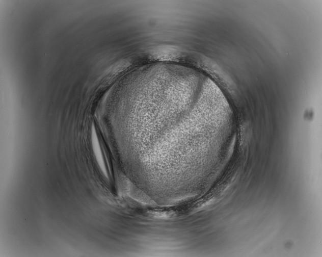 X0000098200073200805081121