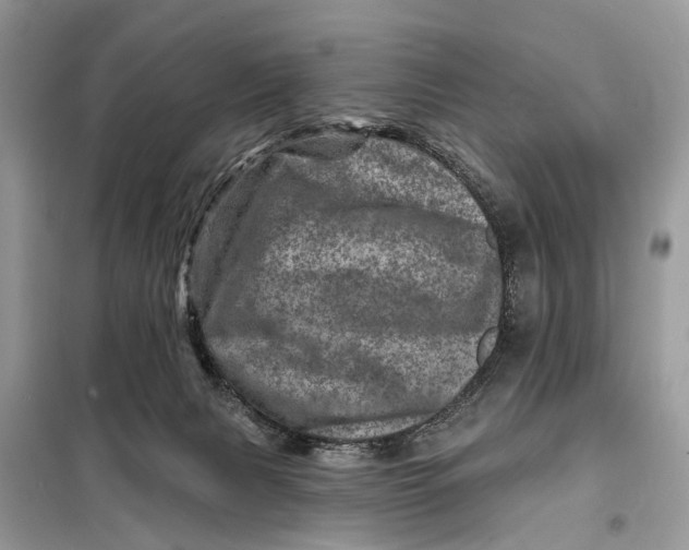 X0000098200079200805081121