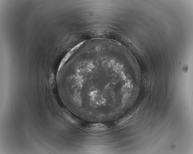 X0000098200087200805081121