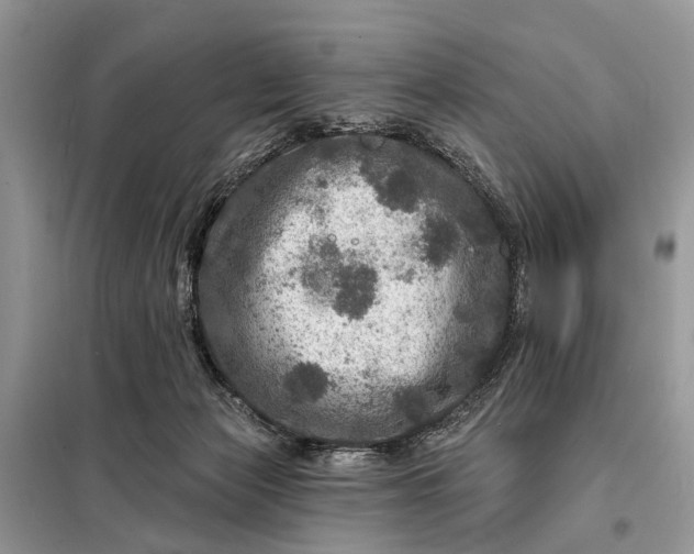X0000098200173200805081119