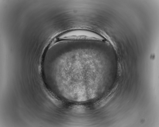 X0000098200203200805081119