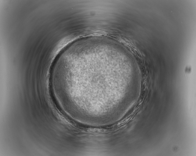 X0000098200242200805081118