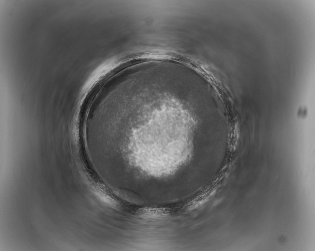 X0000098200296200805081118