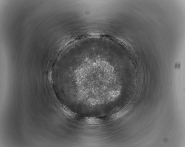 X0000098200336200805081117