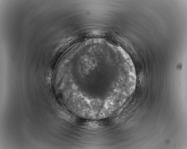 X0000098200423200805081116